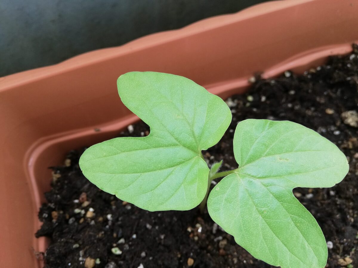 アサガオの本葉が出てきましたよ 野菊野こども館