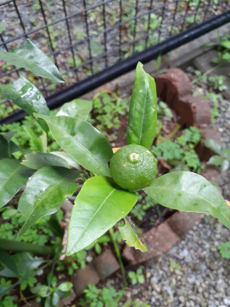 温州みかんが実りました 野菊野こども館 温州みかんが実りました 野菊野こども館