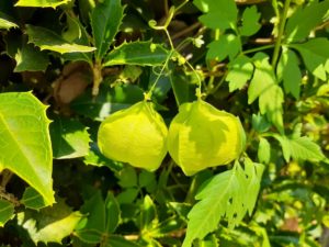 真夏の種まき 野菊野こども館